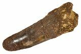 Fossil Spinosaurus Tooth - Real Dinosaur Tooth #344583-1